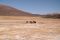 Lamas at Isluga National Park